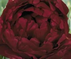 Tulip Double Antraciet 10/11, Bulbs and corms, 30 pcs.