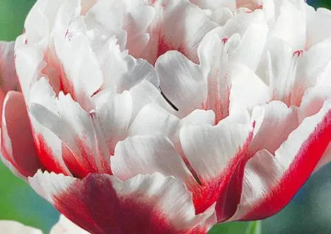 Tulip Double-flowered Horizon 10/11, Bulbs and corms, 30 pcs.