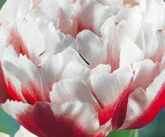 Tulip Double-flowered Horizon 10/11, Bulbs and corms, 30 pcs.