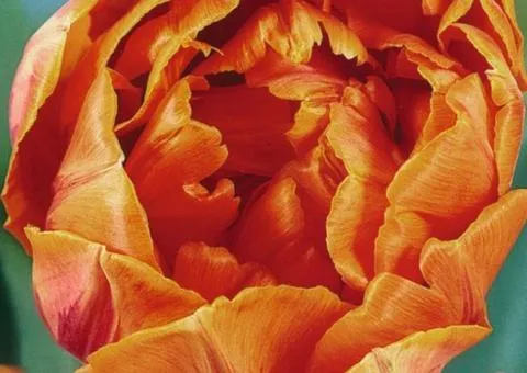 Тюльпан Махровый Orange Princess 10/11, Луковицы, 30 шт.