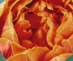 Тюльпан Махровый Orange Princess 10/11, Луковицы, 30 шт.