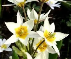 Тюльпан Ботанический Turkestanica 5/+, Луковицы и клубнелуковицы, 50 шт.