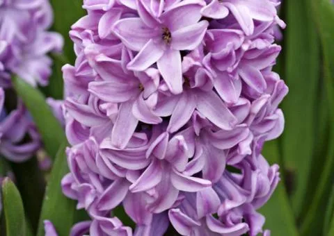 Гиацинт Splendid Cornelia 18/19, Луковицы и клубни, 20 шт.