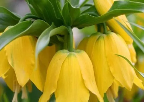 Фрітіларія Lutea 18/20, Бульби та цибулини, 3 шт.