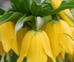 Fritillaria Lutea 18/20, Bulbs and Tubers, 3 pcs.