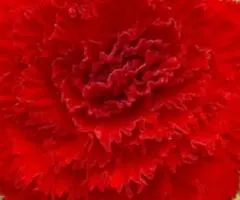 Бегония Фимбриата Темно-красная, Бульбы и луковицы, 5 шт.