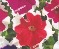 Петунія Великоквіткова Пікоті суміш 15-20 нас, Насіння квітів, 20 шт.