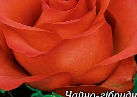 Роза ч/г Корвет класс А, Саженцы, 8 шт.