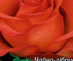 Роза ч/г Корвет класс А, Саженцы, 8 шт.