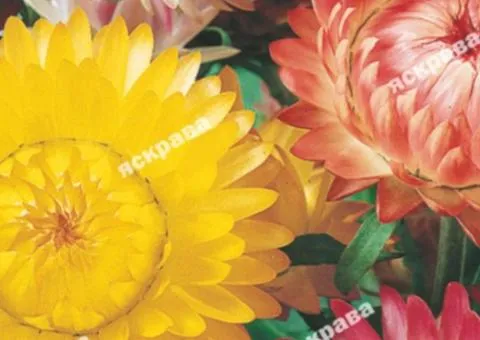 Геліхризум Великоквіткова суміш 0.3 г, Насіння квітів, 20 шт.