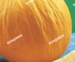 Дыня Золотистая 20 г, Семена овощей, 10 шт.