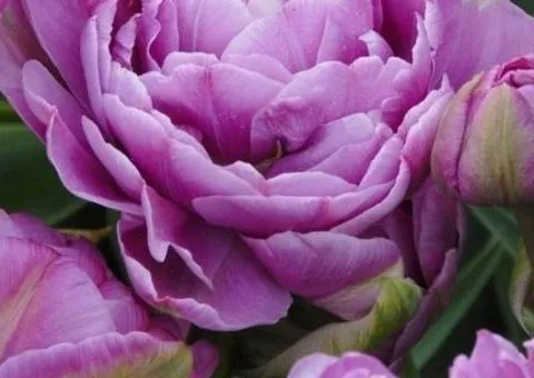 Тюльпан Махровый + Многоцветковый Lilac Perfection 10/11, Луковицы и клубнелуковицы, 30 шт.