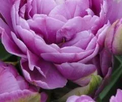 Тюльпан Махровый + Многоцветковый Lilac Perfection 10/11, Луковицы и клубнелуковицы, 30 шт.