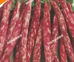 Квасоля кущова Борлотто 10 г, Насіння овочів, 10 шт.