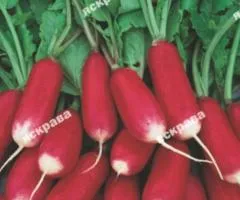 Редис Богиня 10 г, Семена овощей, 10 шт.