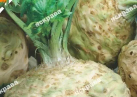 Celeriac Prague Giant 0.2 g, Vegetable Seeds, 20 pcs