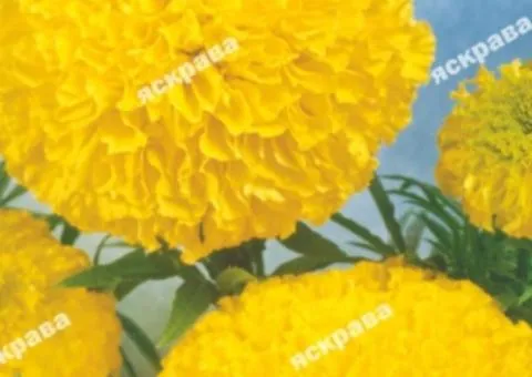 Чорнобривці високорослі Фантастік Жовті 0.3 г, Насіння квітів, 20 шт.