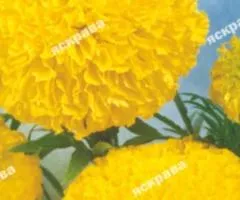 Чорнобривці високорослі Фантастік Жовті 0.3 г, Насіння квітів, 20 шт.