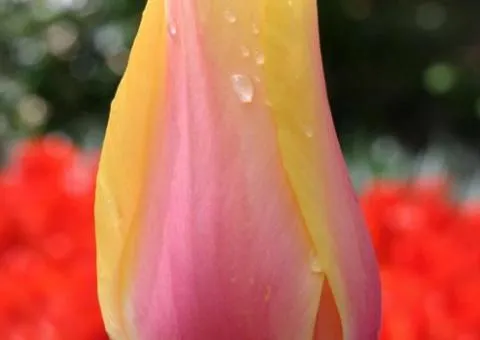 Тюльпан Гигантский Blushing Beauty 10/11, Луковицы и клубни, 30 шт.