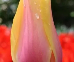 Тюльпан Гигантский Blushing Beauty 10/11, Луковицы и клубни, 30 шт.