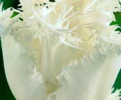 Тюльпан Отороченный Swan Wings 10/11, Луковицы, 30 шт.