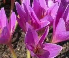 Крокус крупноцветковый Zonatus 6/7, Луковицы и клубнелуковицы, 75 шт.