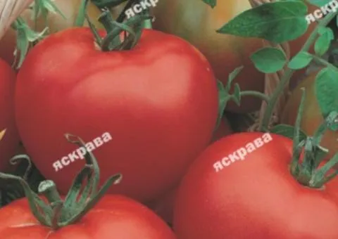 Томат Північна Королева 3 г, Насіння овочів, 10 шт.