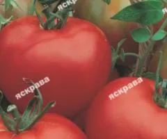 Томат Північна Королева 3 г, Насіння овочів, 10 шт.