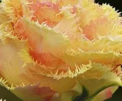 Тюльпан Махровый + Окаймлённый Vaya Con Dios 10/11, Луковицы, 30 шт.