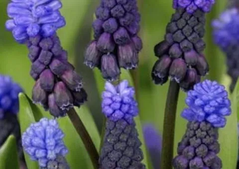 Мускарис Latifolium 6/+, Луковицы и клубни, 75 шт.