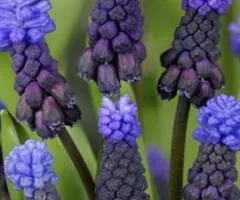 Мускарис Latifolium 6/+, Луковицы и клубни, 75 шт.
