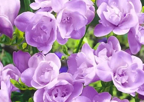 Фрезия махровая Purple, луковицы и клубнелуковицы, 100 шт.