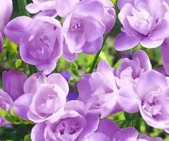 Фрезия махровая Purple, луковицы и клубнелуковицы, 100 шт.
