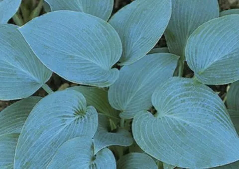Хоста Canadian Blue 1 уп (1 шт.), Кореневища многолетников, 5 шт.