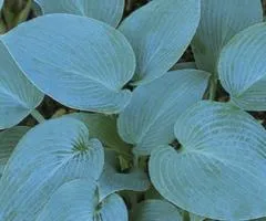 Хоста Canadian Blue 1 уп (1 шт.), Кореневища многолетников, 5 шт.