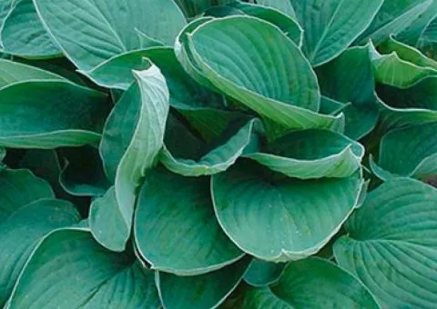 Хоста Fortunei Hyacinthina 1 уп (1 шт.), корневища многолетников, 5 шт.