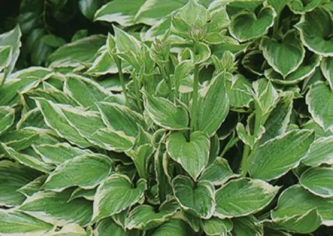 Хоста Undulata Albomarginata 1 уп (1шт.), Корневища многолетников, 5 шт.