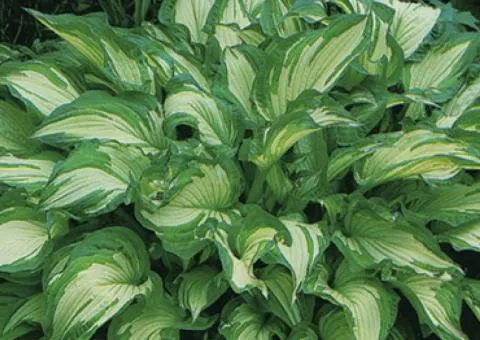 Хоста Undulata Mediovariegata 1 уп (1 шт.), Корневища многолетников, 5 шт.