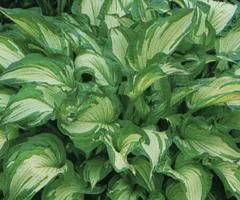 Хоста Undulata Mediovariegata 1 уп (1 шт.), Корневища многолетников, 5 шт.