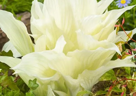 Хоста White Feather 1 уп (1 шт.), Кореневища многолетников, 5 шт.