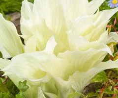 Хоста White Feather 1 уп (1 шт.), Кореневища многолетников, 5 шт.