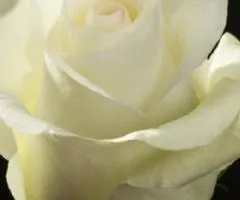 Роза ч/г Магади класс А, Саженцы, 8 шт.