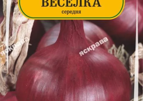 Цибуля червона Веселка 180-220 нас, Насіння, 25 шт.