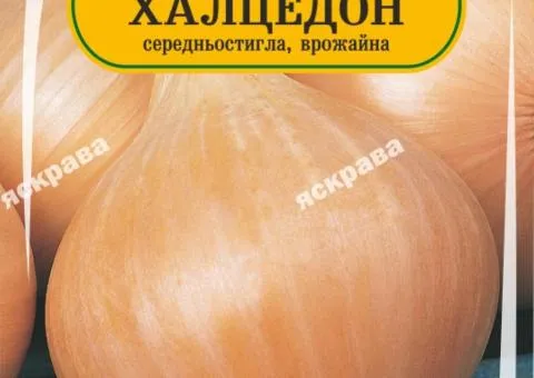 Цибуля Халцедон 180-220 сем, Насіння, 25 шт.