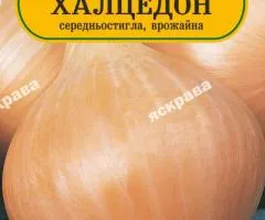 Цибуля Халцедон 180-220 сем, Насіння, 25 шт.