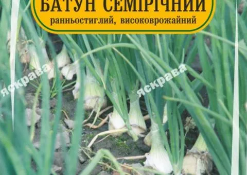 Цибуля Батун семірічний 1 г, Насіння, 25 шт.