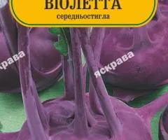 Капуста кольрабі Віолетта 100-120 нас, Насіння, 25 шт.
