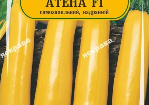 Кабачок Атена F1 5 нас, Насіння, 25 шт.