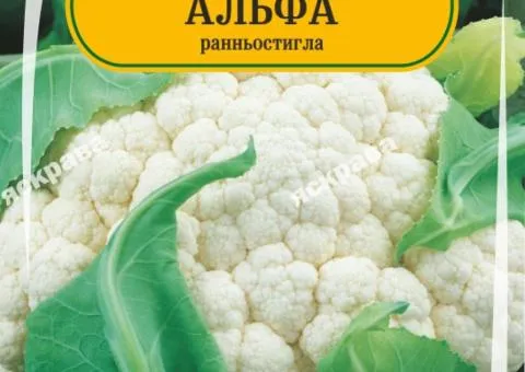 Капуста цвітна Альфа 100-120 нас, Насіння, 25 шт.