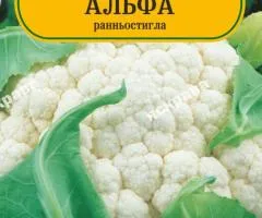 Капуста цвітна Альфа 100-120 нас, Насіння, 25 шт.